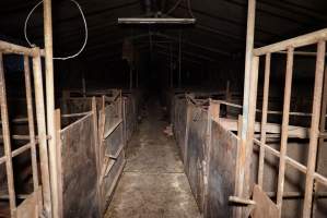 Sow stalls at Ludale Piggery SA - Australian pig farming - Captured at Ludale Piggery, Reeves Plains SA Australia.