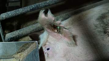 Farrowing crates - Australian pig farming - Captured at Blackwoods Piggery, Trafalgar VIC Australia.