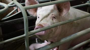 Farrowing crates - Australian pig farming - Captured at Blackwoods Piggery, Trafalgar VIC Australia.