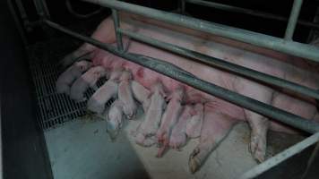 Farrowing crates - Australian pig farming - Captured at Blackwoods Piggery, Trafalgar VIC Australia.