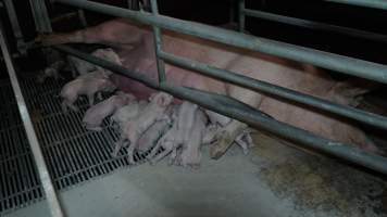 Farrowing crates - Australian pig farming - Captured at Blackwoods Piggery, Trafalgar VIC Australia.