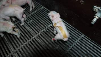 Piglet with splayleg tape - Australian pig farming - Captured at Blackwoods Piggery, Trafalgar VIC Australia.