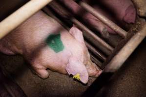 Sow stalls at Ludale Piggery SA - Australian pig farming - Captured at Ludale Piggery, Reeves Plains SA Australia.