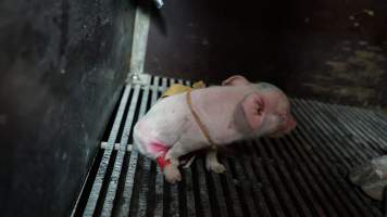 Piglet with splayleg tape - Australian pig farming - Captured at Blackwoods Piggery, Trafalgar VIC Australia.