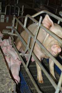 Farrowing crates - Captured at SA.