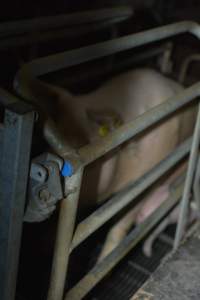 Farrowing crates - Captured at SA.