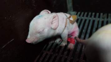 Piglet with splayleg tape - Australian pig farming - Captured at Blackwoods Piggery, Trafalgar VIC Australia.