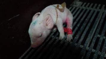 Piglet with splayleg tape - Australian pig farming - Captured at Blackwoods Piggery, Trafalgar VIC Australia.