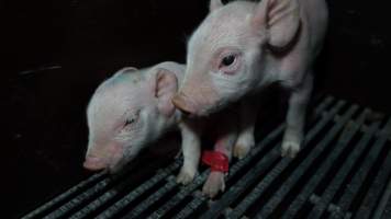 Piglets in farrowing crate - Australian pig farming - Captured at Blackwoods Piggery, Trafalgar VIC Australia.