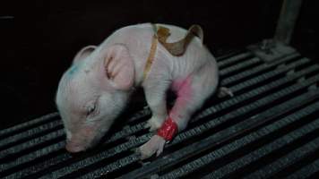 Piglet with splayleg tape - Australian pig farming - Captured at Blackwoods Piggery, Trafalgar VIC Australia.