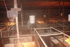 Farrowing crates - Australian pig farming - Captured at Bringelly Bacon Co, Leppington NSW Australia.