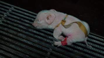 Piglet with splayleg tape - Australian pig farming - Captured at Blackwoods Piggery, Trafalgar VIC Australia.