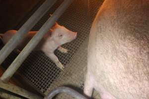 Farrowing crates - Australian pig farming - Captured at Bringelly Bacon Co, Leppington NSW Australia.