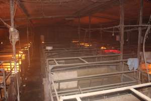 Farrowing crates - Australian pig farming - Captured at Bringelly Bacon Co, Leppington NSW Australia.