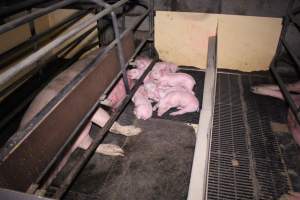 Farrowing crates at Ludale Piggery SA - Australian pig farming - Captured at Ludale Piggery, Reeves Plains SA Australia.