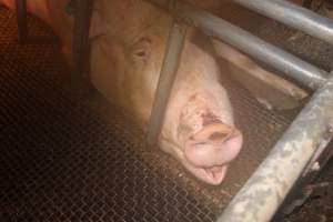 Farrowing crates - Australian pig farming - Captured at Bringelly Bacon Co, Leppington NSW Australia.