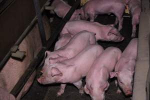 Farrowing crates at Ludale Piggery SA - Australian pig farming - Captured at Ludale Piggery, Reeves Plains SA Australia.