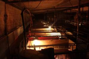 Farrowing crates - Australian pig farming - Captured at Bringelly Bacon Co, Leppington NSW Australia.