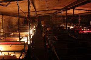 Farrowing crates - Australian pig farming - Captured at Bringelly Bacon Co, Leppington NSW Australia.