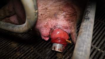 Sow with large prolapse - Tube/pipe inserted into prolapse - Captured at Blackwoods Piggery, Trafalgar VIC Australia.