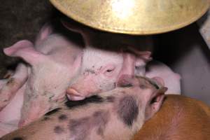 Farrowing crates at Ludale Piggery SA - Australian pig farming - Captured at Ludale Piggery, Reeves Plains SA Australia.