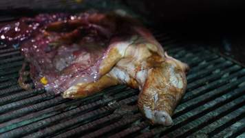 Stillborn piglet - Australian pig farming - Captured at Blackwoods Piggery, Trafalgar VIC Australia.