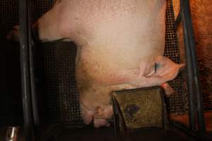 Farrowing crates - Australian pig farming - Captured at Bringelly Bacon Co, Leppington NSW Australia.