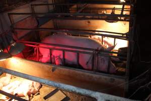 Farrowing crates - Australian pig farming - Captured at Bringelly Bacon Co, Leppington NSW Australia.