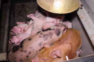 Farrowing crates at Ludale Piggery SA - Australian pig farming - Captured at Ludale Piggery, Reeves Plains SA Australia.