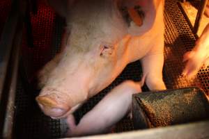 Farrowing crates - Australian pig farming - Captured at Bringelly Bacon Co, Leppington NSW Australia.