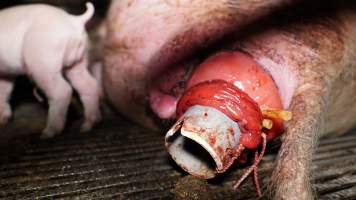 Sow with large prolapse - Tube/pipe inserted into prolapse - Captured at Blackwoods Piggery, Trafalgar VIC Australia.