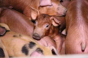 Farrowing crates at Ludale Piggery SA - Australian pig farming - Captured at Ludale Piggery, Reeves Plains SA Australia.