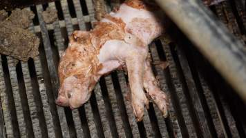 Farrowing crates - Australian pig farming - Captured at Blackwoods Piggery, Trafalgar VIC Australia.