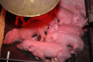 Farrowing crates at Ludale Piggery SA - Australian pig farming - Captured at Ludale Piggery, Reeves Plains SA Australia.