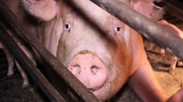 Farrowing crates - Australian pig farming - Captured at Gommers Piggery, Jervois SA Australia.