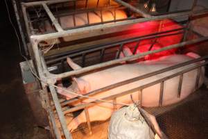 Farrowing crates - Australian pig farming - Captured at Bringelly Bacon Co, Leppington NSW Australia.