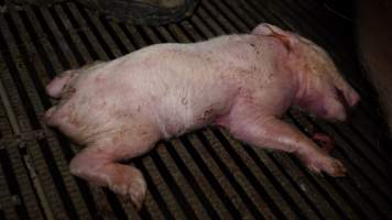 Farrowing crates - Australian pig farming - Captured at Blackwoods Piggery, Trafalgar VIC Australia.