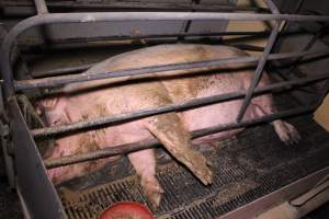 Farrowing crates at Ludale Piggery SA - Australian pig farming - Captured at Ludale Piggery, Reeves Plains SA Australia.