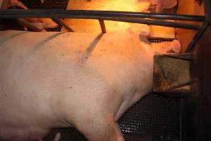 Farrowing crates - Australian pig farming - Captured at Bringelly Bacon Co, Leppington NSW Australia.