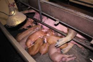 Farrowing crates at Ludale Piggery SA - Australian pig farming - Captured at Ludale Piggery, Reeves Plains SA Australia.