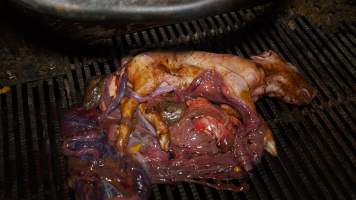 Farrowing crates - Australian pig farming - Captured at Blackwoods Piggery, Trafalgar VIC Australia.