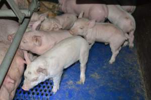 Farrowing crates - Captured at SA.