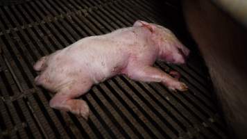 Farrowing crates - Australian pig farming - Captured at Blackwoods Piggery, Trafalgar VIC Australia.