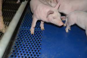 Farrowing crates - Captured at SA.