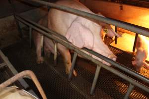 Farrowing crates - Australian pig farming - Captured at Bringelly Bacon Co, Leppington NSW Australia.