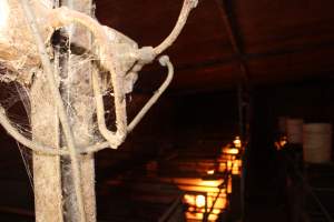 Farrowing crates - Australian pig farming - Captured at Bringelly Bacon Co, Leppington NSW Australia.