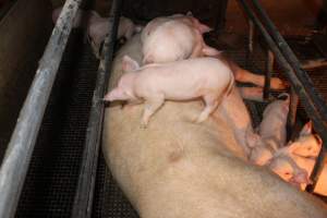 Farrowing crates - Australian pig farming - Captured at Bringelly Bacon Co, Leppington NSW Australia.