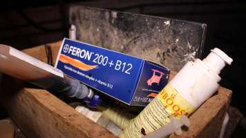 Injections for piglets - Australian pig farming - Captured at Gommers Piggery, Jervois SA Australia.