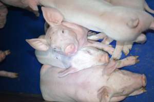 Farrowing crates - Captured at SA.