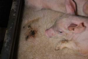 Farrowing crates - Australian pig farming - Captured at Bringelly Bacon Co, Leppington NSW Australia.